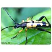 Possibly A Wasp Beetle. Correct Me If Poster