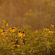 Prairie Wildflowers Poster