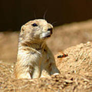 Prarie Dog Bee Alert Poster