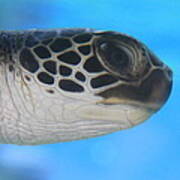 Precious Honu Sea Turtle Poster