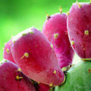 Prickly Pear Poster