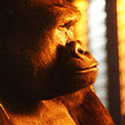 Primate Reflecting Poster