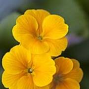 Primrose (primula Polyanthus) Poster