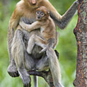 Proboscis Monkey Female And Six Week Poster