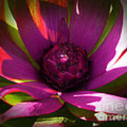 Protea Flower 8 Poster