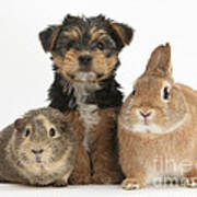 Pup, Guinea Pig And Rabbit Poster