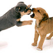 Puppies Playfighting Poster