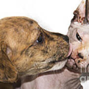 Puppy Kissing Alien Cat Poster