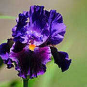 Purple And Orange Iris 2 Poster