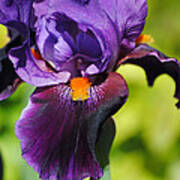 Purple And Orange Iris Ii Poster