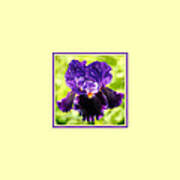 Purple And Orange Iris Photo Square Poster