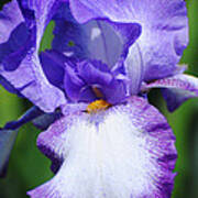Purple And White Iris Flower Poster