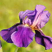 Purple And Yellow Iris Poster