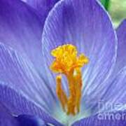 Purple Crocus Ii Poster