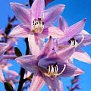 Purple Hosta Blooms Poster