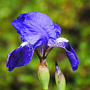 Purple Iris Flower Poster