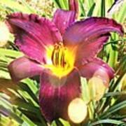 Purple Lily. #lily #purple #yellow Poster