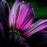Purple Petals Poster