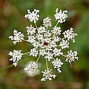 Queen Anne's Lace Poster