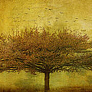 Quercus Robur Poster