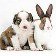 Rabbit And Puppy Poster