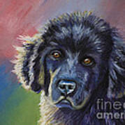 Rainbows And Sunshine - Newfoundland Puppy Poster by Michelle Wrighton