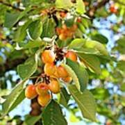 Rainier Cherries Poster