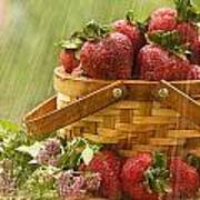 Raining On Strawberries Poster