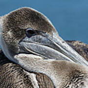 Ready For My Close Up - Pelican Poster