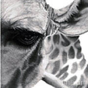 Realistic Pencil Drawing Of A Giraffe Original Pencil Drawing Poster