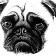 Realistic Pencil Drawing Of A Pug Dog Poster