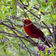 Red Carinal In Lilacs Poster