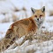Red Fox Winter Poster