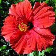 Red Hot Hibiscus Poster