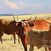 Red Longhorns Poster