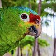 Red-lored Amazon Parrot Poster
