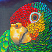 Red Lored Parrot Poster