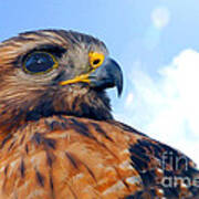 Red Shouldered Hawk Portrait Poster