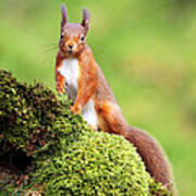 Red Squirrel Poster