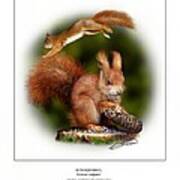 Red Squirrel Poster