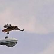 Red-tailed Hawk In Flight Poster