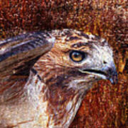 Red-tailed Hawk Poster