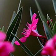 Red Flower Poster