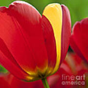 Red Tulips 1 Poster