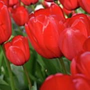 Red Tulips Close Up Poster