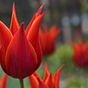 Red Tulips Poster