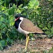 Red Wattled Lapwing 3 Poster