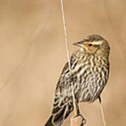 Red Winged Blackbird Female On Cattail Poster