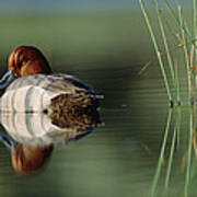 Redhead Duck Male With Reflection Poster