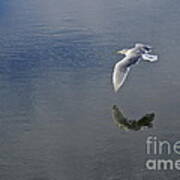 Reflected Flight Poster